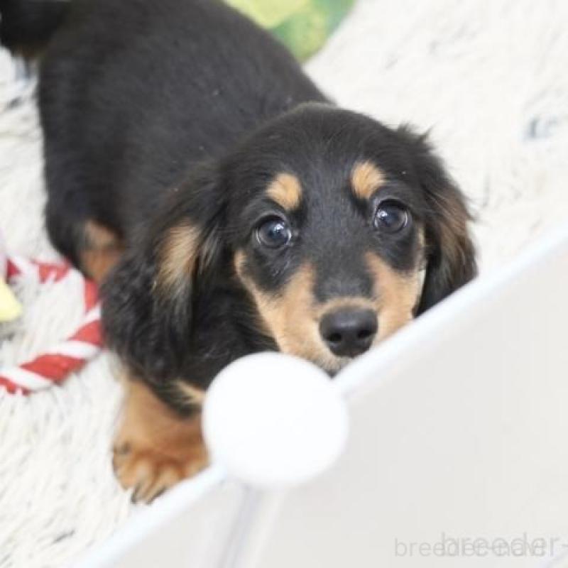 販売中の兵庫県のミニチュアダックスフンド(ロングヘアード)-451804の3枚目