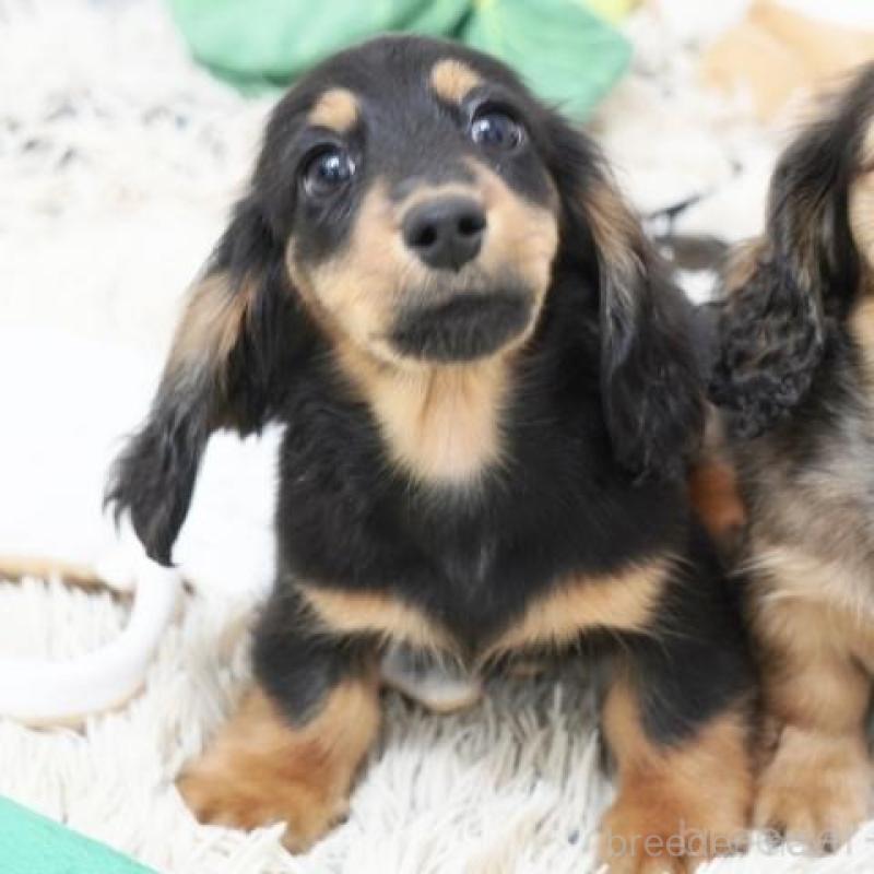 販売中の兵庫県のミニチュアダックスフンド(ロングヘアード)-451804の2枚目