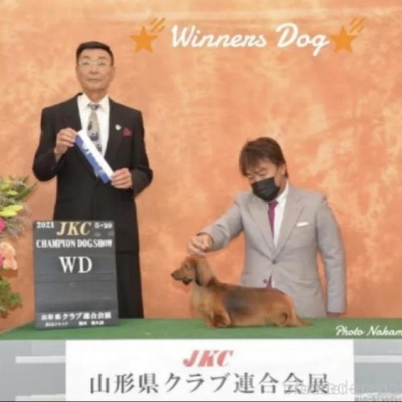 販売中の兵庫県のカニンヘンダックスフンド(ロングヘアード)-451806の4枚目