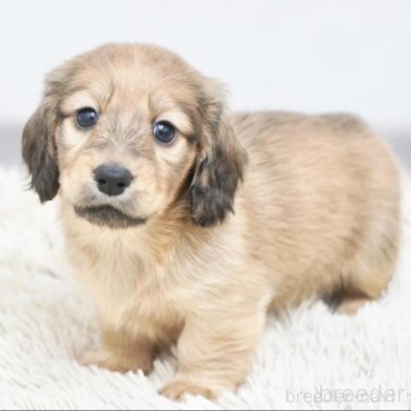 販売中の兵庫県のカニンヘンダックスフンド(ロングヘアード)-451806の3枚目