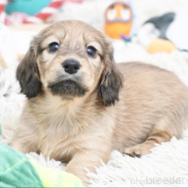 販売中の兵庫県のカニンヘンダックスフンド(ロングヘアード)-451806の2枚目