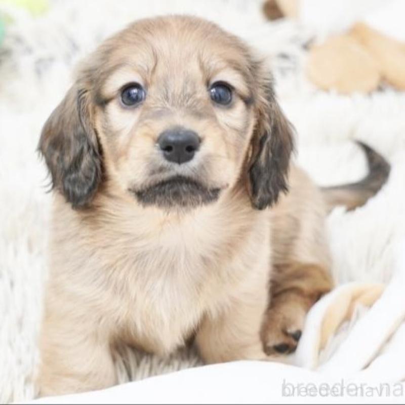 ダックスフンド専門ショーブリーダーの元で優良血統の子犬が生まれています！
ショーラインの子は大人になった時にどなたが見ても綺麗な自慢の子に育ってくれますよ(^-^)

各種クレジットカード利用可。

PRA発症リスクはありません。
しっかりとしたミニチュアサイズになりそうです。

●千葉県、宮城県、熊本県に協力販売店がありますので、遠方にお住まいの方でも子犬をお迎えいただけます。詳細はお問合せください。

★同じ兄妹でも子犬の性格はみんな違います。ご家族構成に合った犬の選び方をアドバイスいたします。
★犬は飼い主さんの育て方ひとつで全く違った犬へと成長していきます。飼い主さんが手に負えない子に育っていかないように、犬との関係性の築き方など詳しくご説明いたします。
ショーマナーなど訓練をする私どもが、ＬＩＮＥやメール、お電話などによる家庭犬の飼育相談！アフターケアも万全ですので、飼育初心者の方でも安心してお迎えいただけます。

・父親:JKCチャンピオン！レッド　ショーン
・母親:レッド（べべ）
・健康状態良好！今の所欠点はありません。
・自然に囲まれた環境の良い犬舎で、親・兄妹一緒にスクスク成長中！
・離乳後は、兄妹・犬舎の他の子犬達と一緒に生活します。
　遊びを通じて犬同士の付き合い方をしっかりと学びます。
・丹精込めて育ております。
　人間と接する時間が多く、人懐っこい性格に育ちます。

★★★ブリーディングポリシー★★★
●当方では、生まれてくる子犬の健全性に配慮して、黒い毛のないクリアなカラーの親犬同士の掛け合わせやレアカラーなどのブリーディングは行っておりません。
●健康で良い犬の作出には力を注いでいますが、販売だけを目的に、クリアなカラー、極小サイズなどを意識したブリーディングは行っておりません。
●人間の子供と同じく、生後半年頃までの育ち盛りの子犬は成犬時以上に栄養価が必要です。成長期の子犬は見た目にコロコロとしている事が当たり前ですから、過度にウェイトを少なくするような飼育は行っておりません。

ご希望の方には、最新の写真をお届けいたしますので、ご遠慮なくお知らせください。

もちろんご見学大歓迎です！
PayPay取扱店