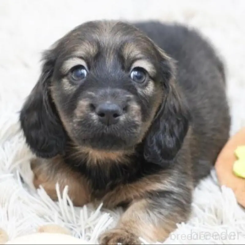 販売中の兵庫県のカニンヘンダックスフンド(ロングヘアード)-451808の3枚目