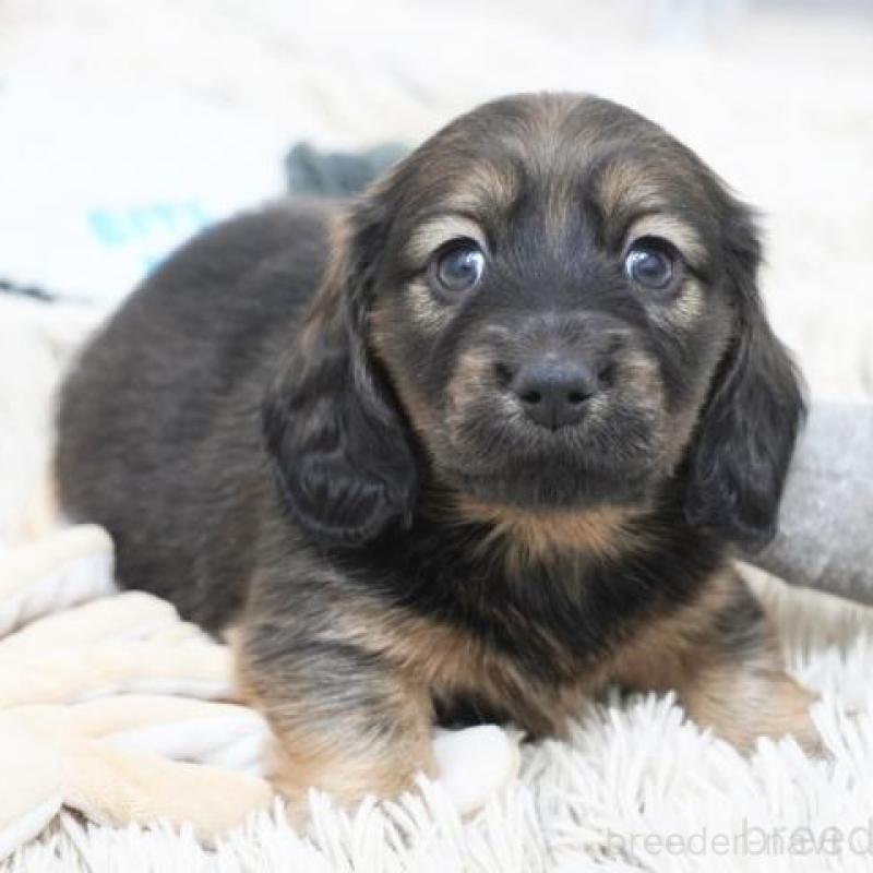 販売中の兵庫県のカニンヘンダックスフンド(ロングヘアード)-451808の2枚目