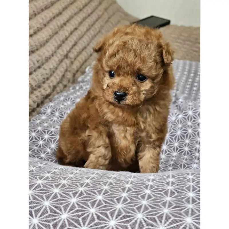 販売中の埼玉県のティーカッププードル-451810の13枚目