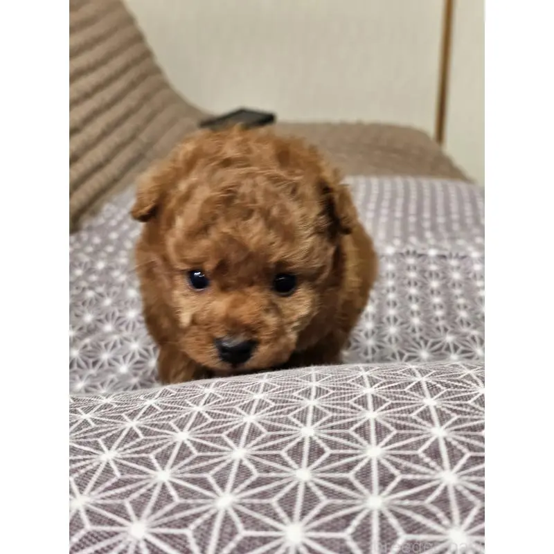 販売中の埼玉県のティーカッププードル-451810の12枚目