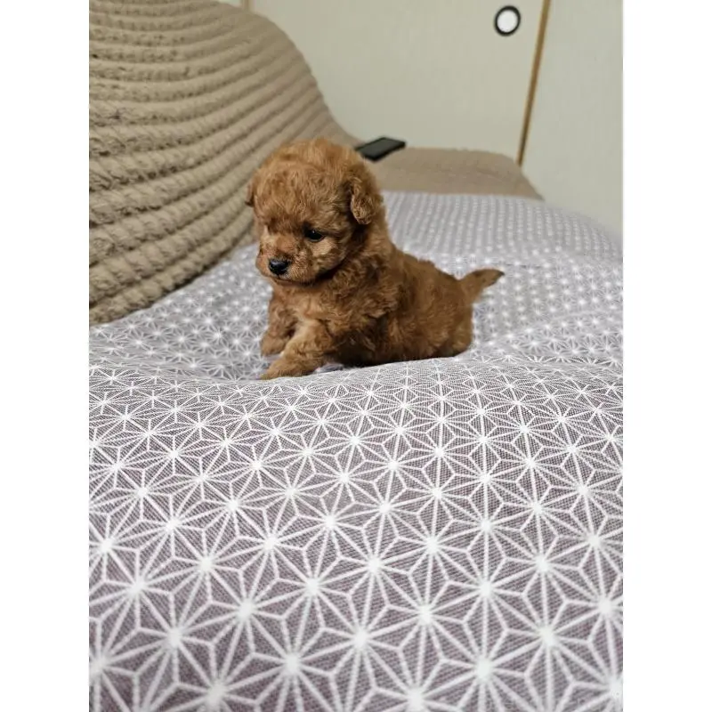 販売中の埼玉県のティーカッププードル-451810の11枚目