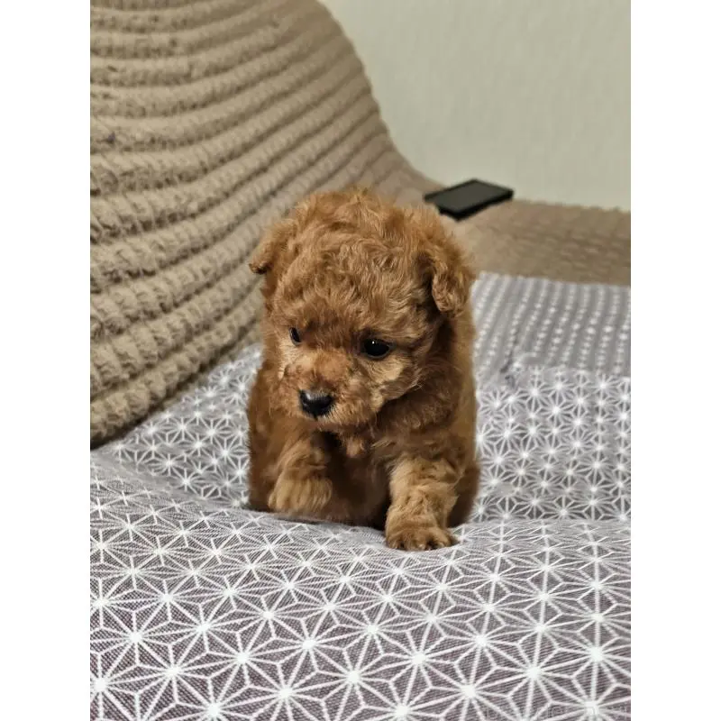 販売中の埼玉県のティーカッププードル-451810の10枚目