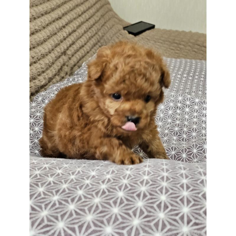 販売中の埼玉県のティーカッププードル-451810の9枚目