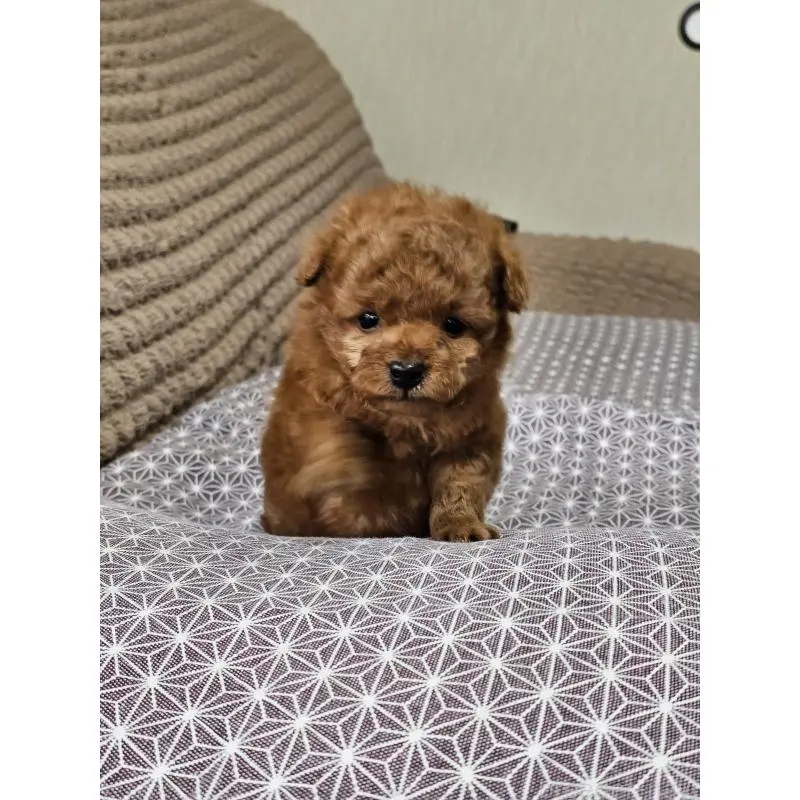 販売中の埼玉県のティーカッププードル-451810の8枚目