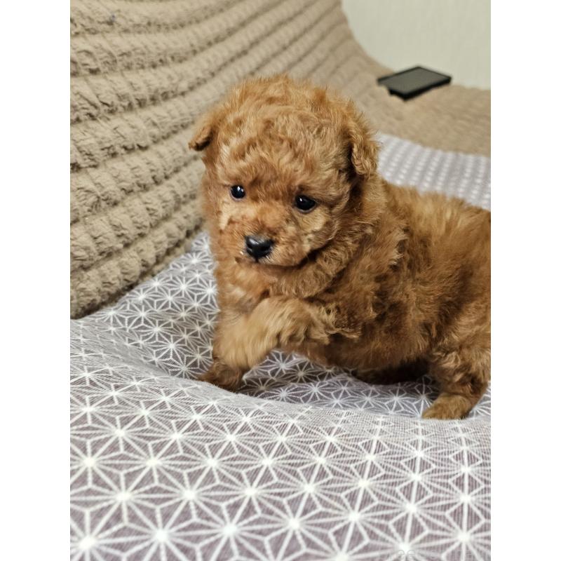 販売中の埼玉県のティーカッププードル-451810の7枚目