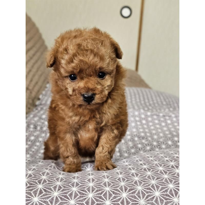 販売中の埼玉県のティーカッププードル-451810の6枚目