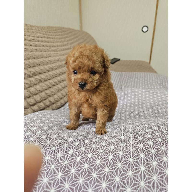 販売中の埼玉県のティーカッププードル-451810の5枚目