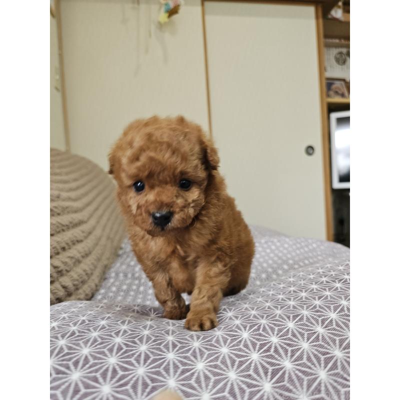 販売中の埼玉県のティーカッププードル-451810の4枚目