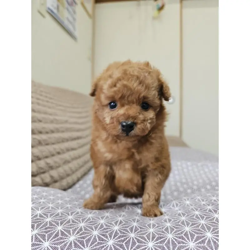 販売中の埼玉県のティーカッププードル-451810の3枚目