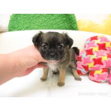 ♀︎チワワ(ロングコート)