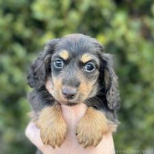 ♀︎ミニチュアダックスフンド(ロングヘアード)