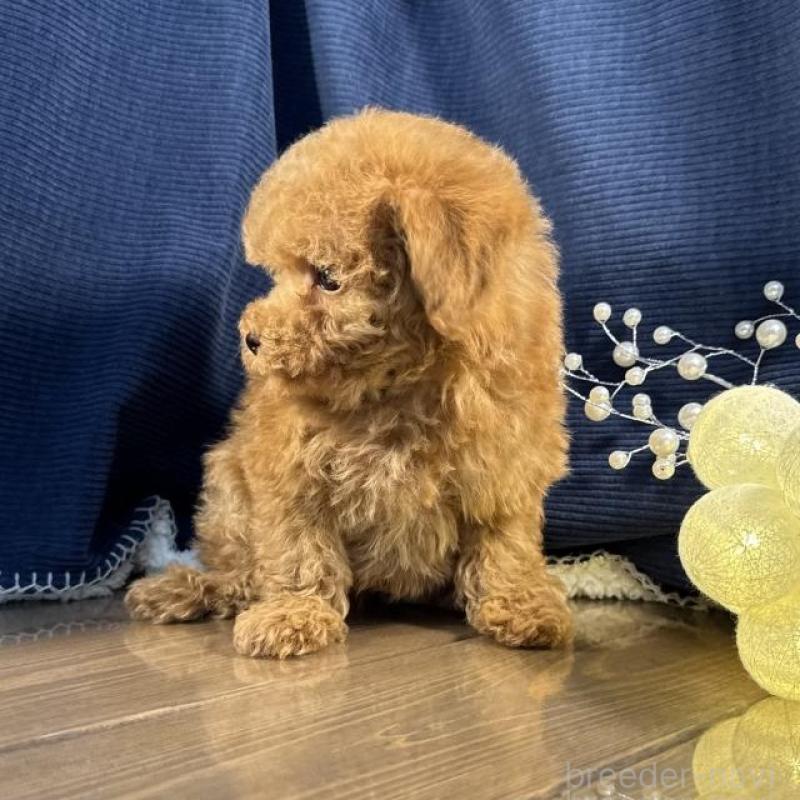 販売中の茨城県のトイプードル-451811の5枚目