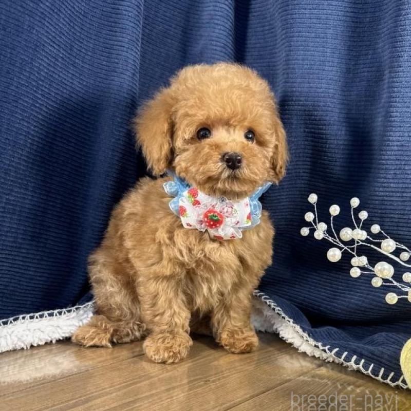 販売中の茨城県のトイプードル-451811の3枚目