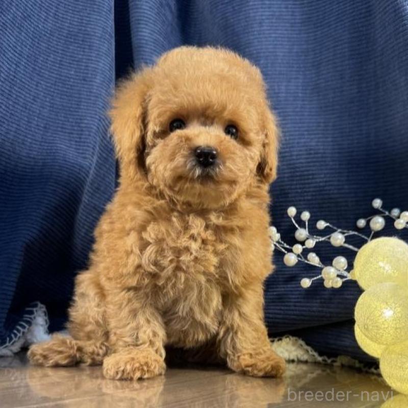 販売中の茨城県のトイプードル-451811の2枚目