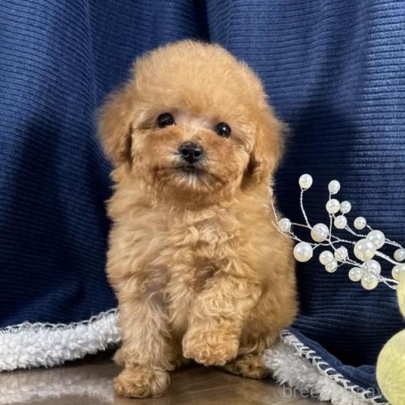 販売中の茨城県のトイプードル-451812の5枚目