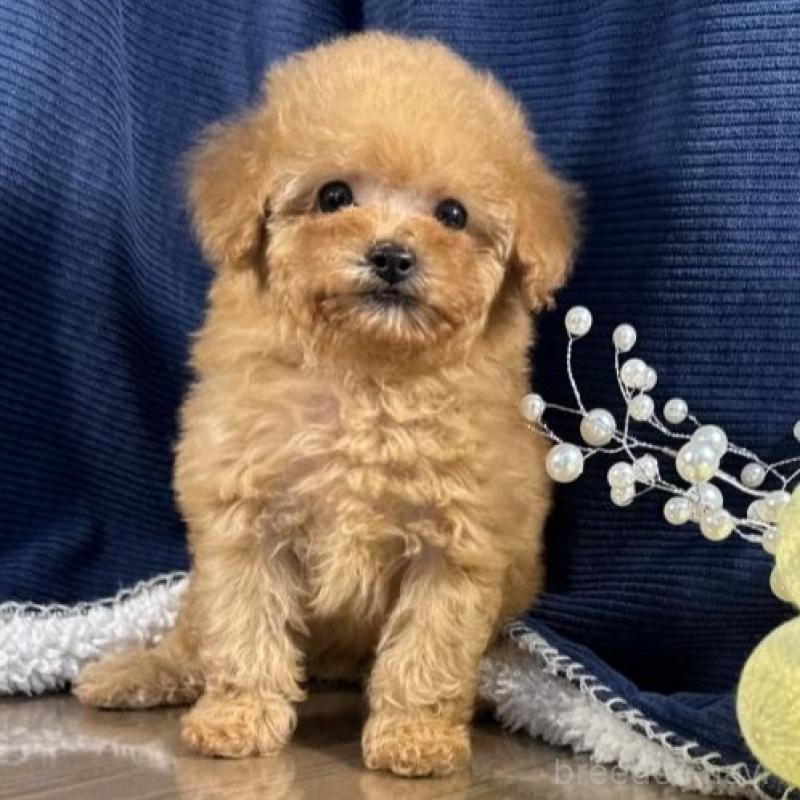 販売中の茨城県のトイプードル-451812の4枚目