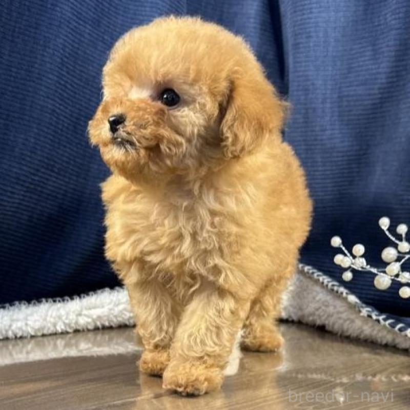 販売中の茨城県のトイプードル-451812の3枚目