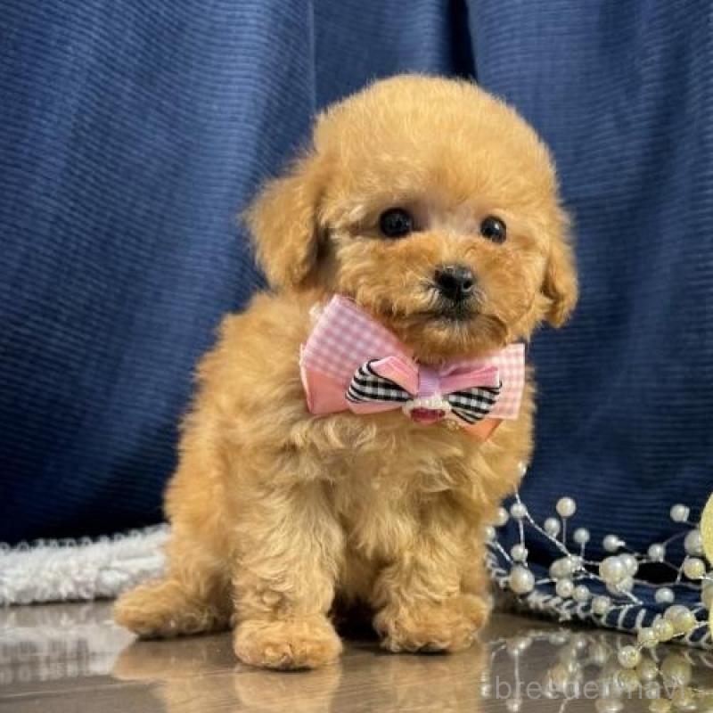 販売中の茨城県のトイプードル-451812の2枚目