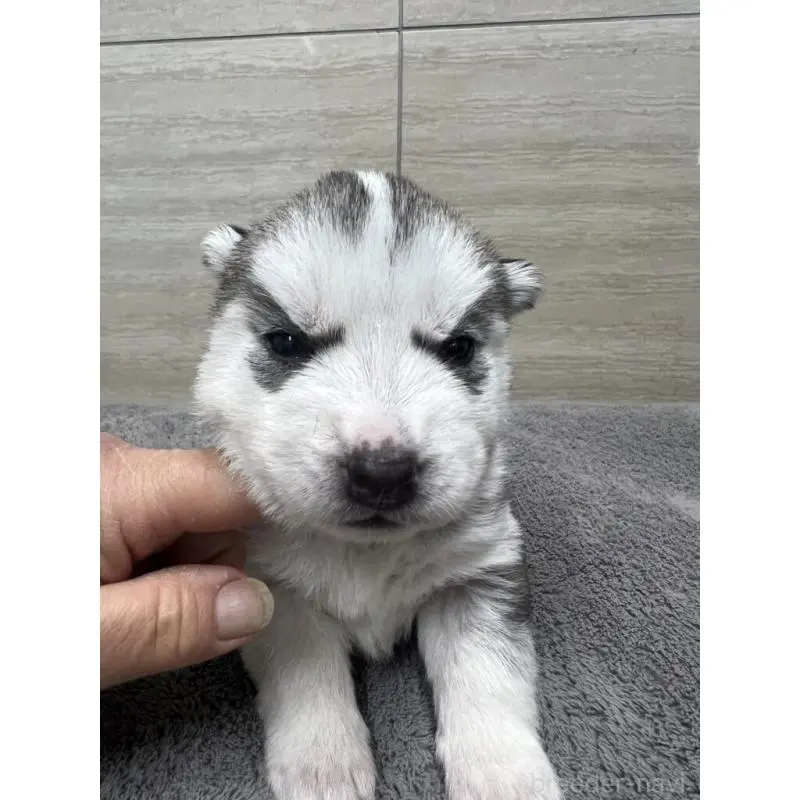 販売中の埼玉県のシベリアンハスキー-451813