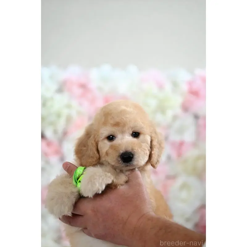 販売中の兵庫県のスタンダードプードル-451816の4枚目