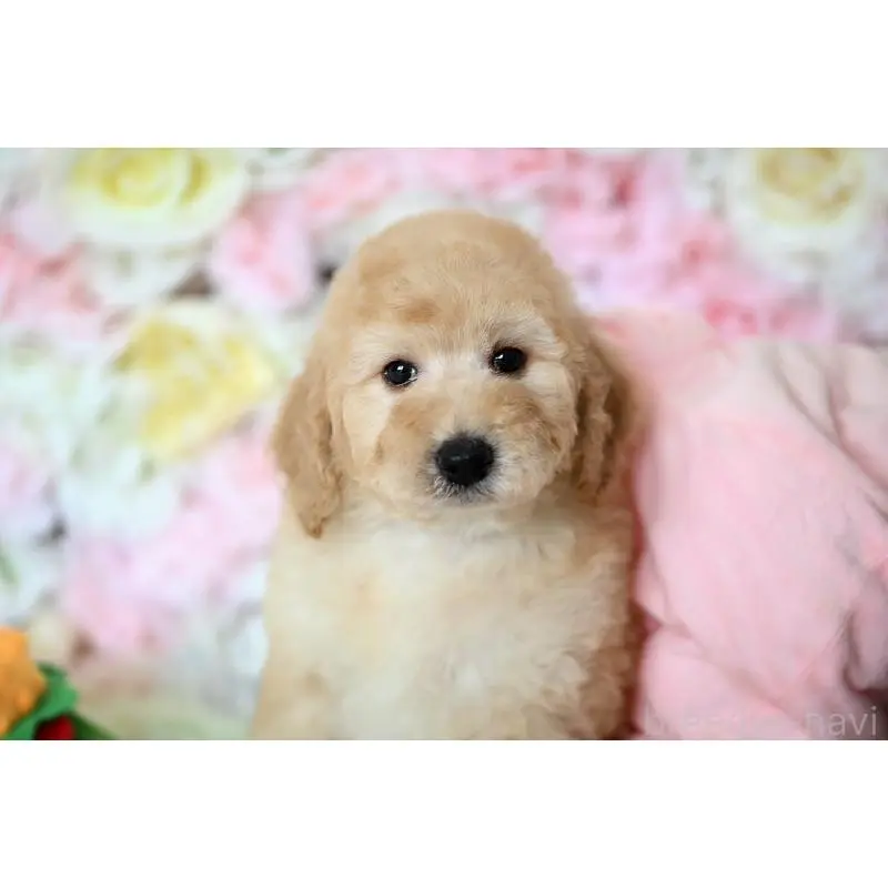 販売中の兵庫県のスタンダードプードル-451816の3枚目