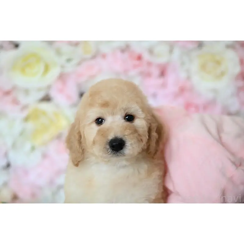 販売中の兵庫県のスタンダードプードル-451816の2枚目