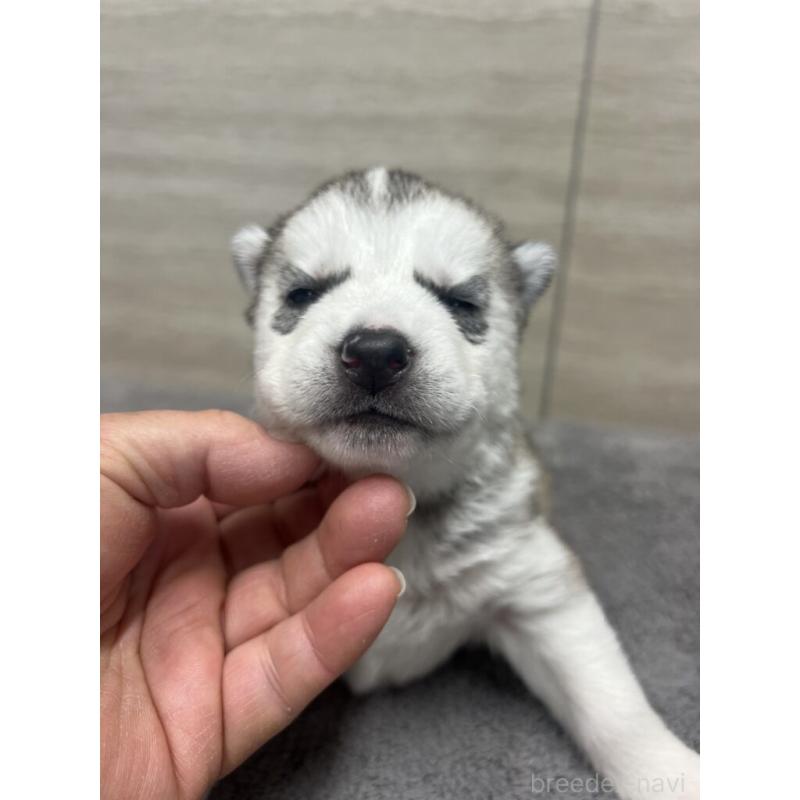 販売中の埼玉県のシベリアンハスキー-451814の3枚目