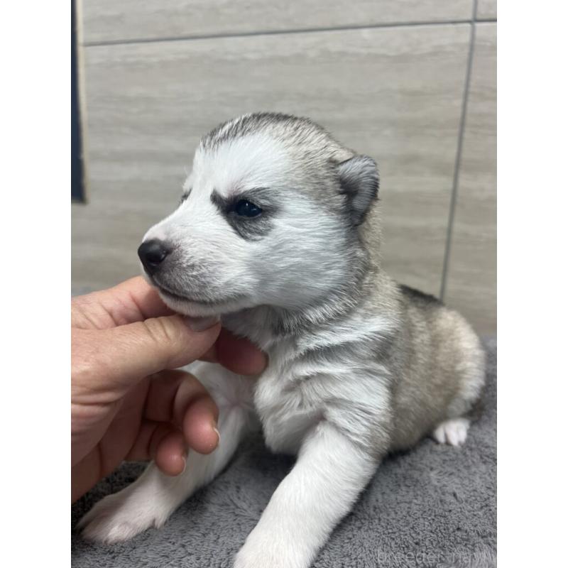 販売中の埼玉県のシベリアンハスキー-451814の2枚目