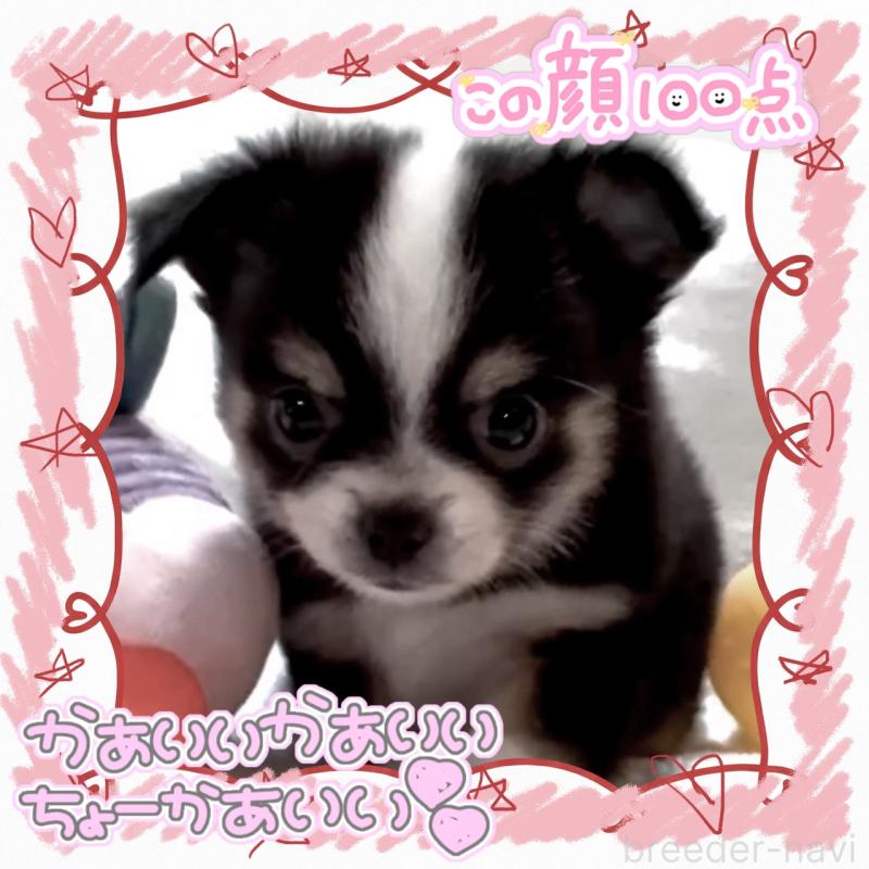 販売中の大阪府のチワワ(ロングコート)-451815の15枚目