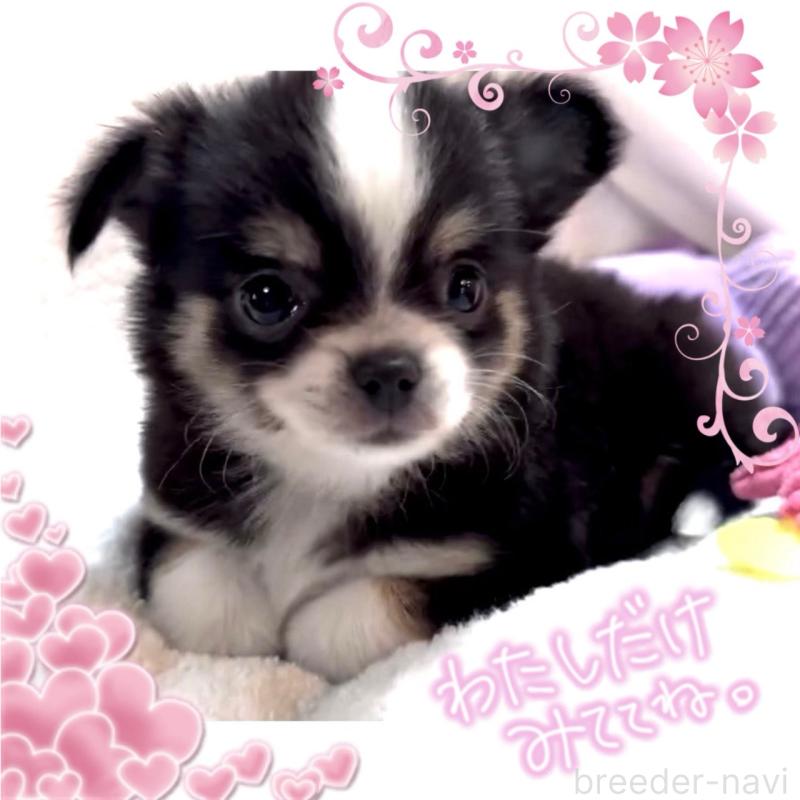 販売中の大阪府のチワワ(ロングコート)-451815の14枚目