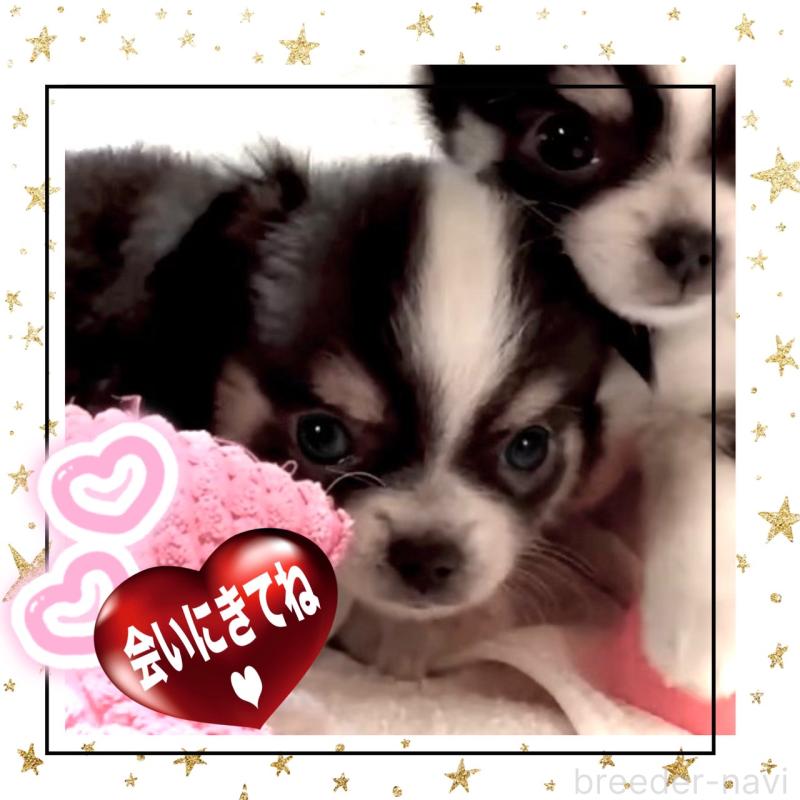 販売中の大阪府のチワワ(ロングコート)-451815の13枚目