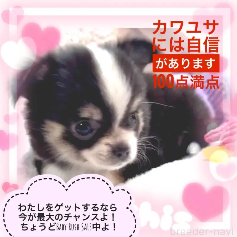 販売中の大阪府のチワワ(ロングコート)-451815