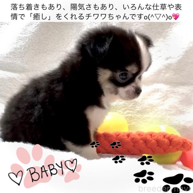 販売中の大阪府のチワワ(ロングコート)-451815の12枚目