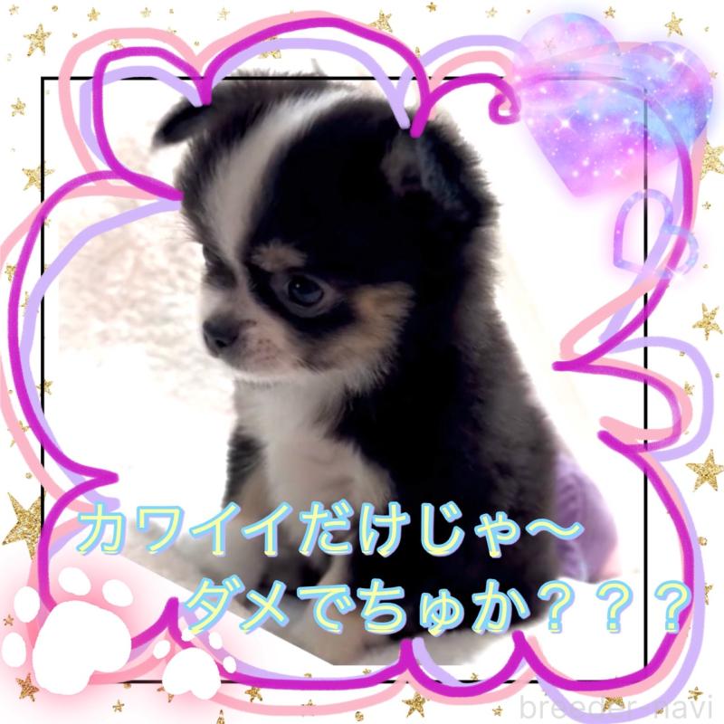 販売中の大阪府のチワワ(ロングコート)-451815の11枚目