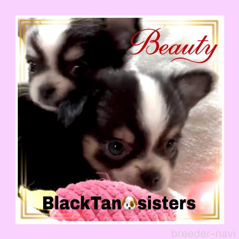 販売中の大阪府のチワワ(ロングコート)-451815の8枚目