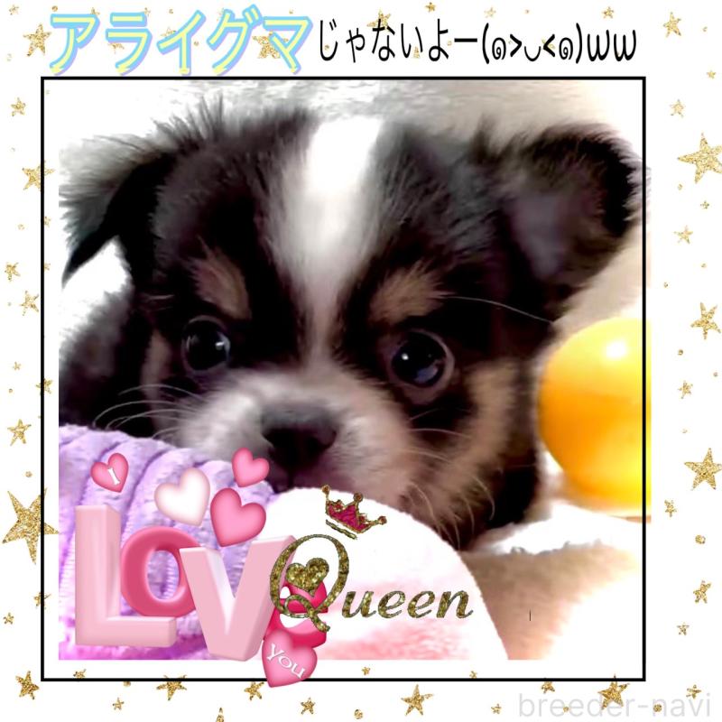 販売中の大阪府のチワワ(ロングコート)-451815の7枚目