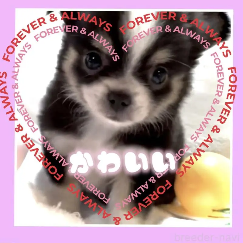 販売中の大阪府のチワワ(ロングコート)-451815の6枚目