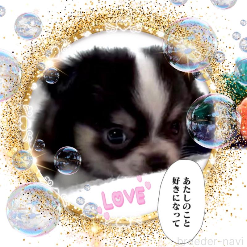 販売中の大阪府のチワワ(ロングコート)-451815の5枚目