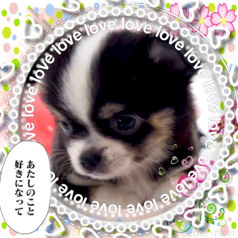 販売中の大阪府のチワワ(ロングコート)-451815の3枚目