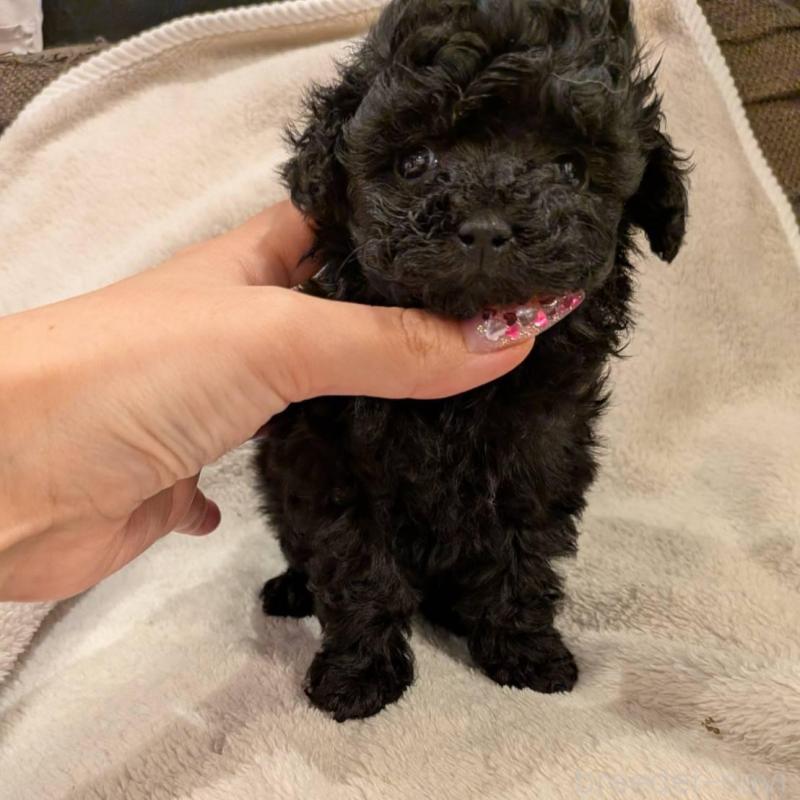 販売中の大阪府のティーカッププードル-451817の4枚目