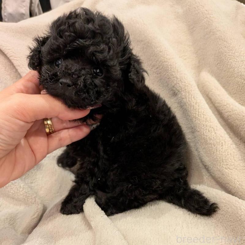 販売中の大阪府のティーカッププードル-451817の3枚目