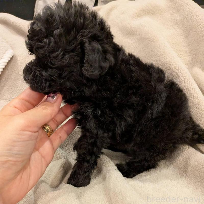 販売中の大阪府のティーカッププードル-451817の2枚目