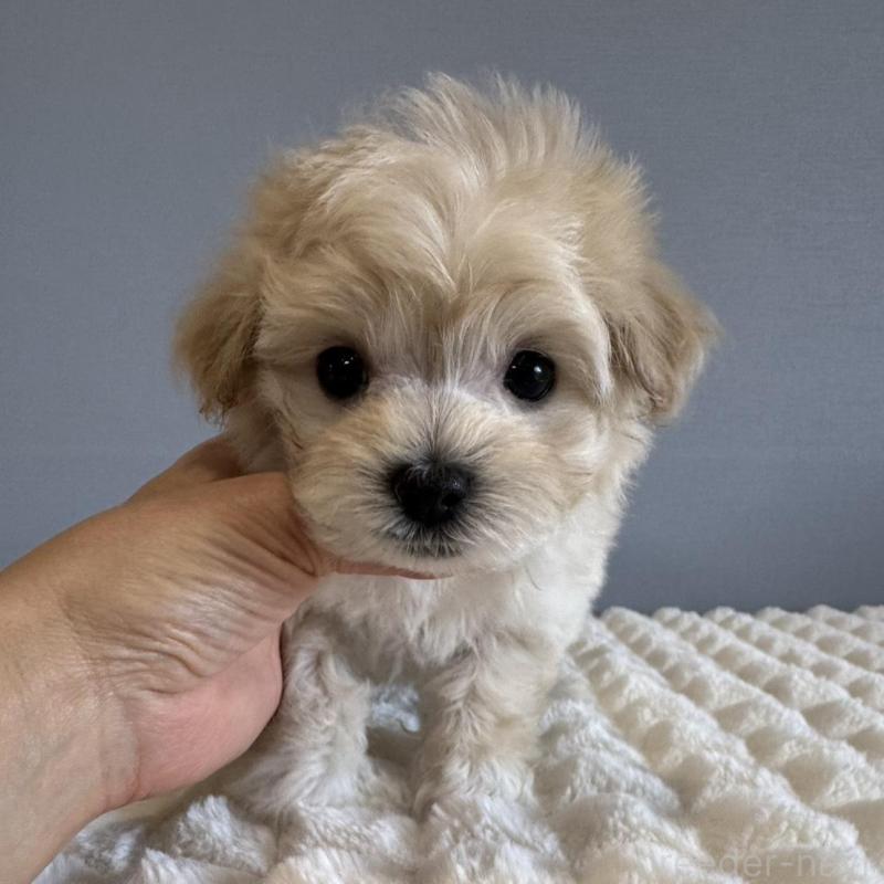 販売中の徳島県のマルプー:マルチーズ×トイプードル-451818の14枚目
