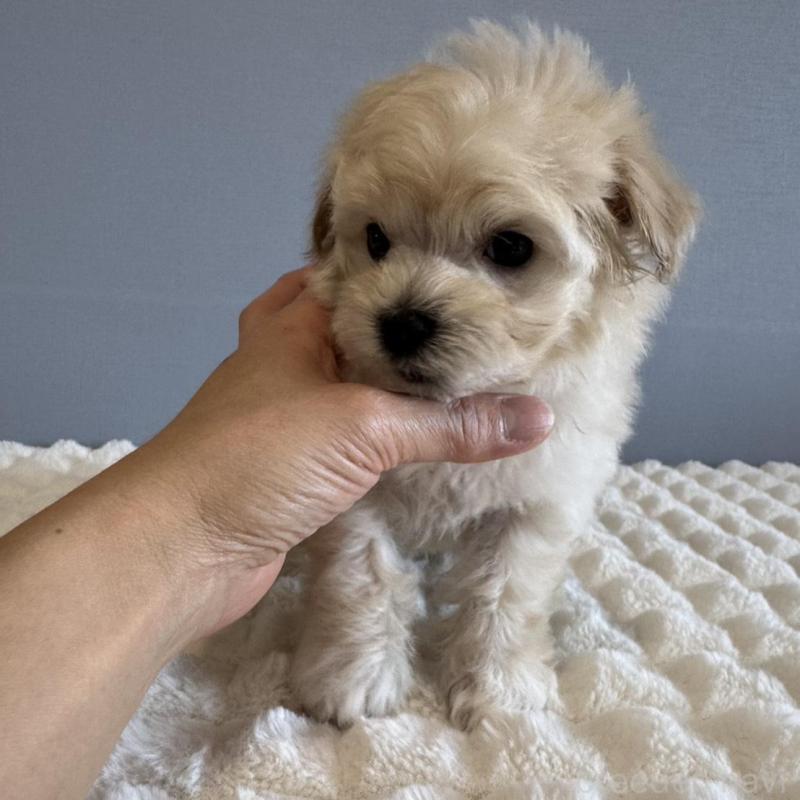 販売中の徳島県のマルプー:マルチーズ×トイプードル-451818の13枚目